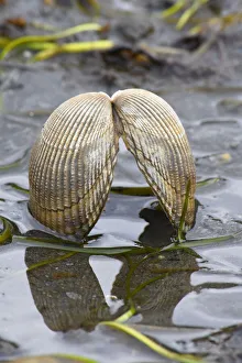 Images Dated 18th August 2020: Alaska, Ketchikan, cockle shell on beach