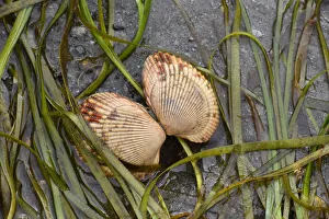 Images Dated 18th August 2020: Alaska, Ketchikan, cockle shell on beach
