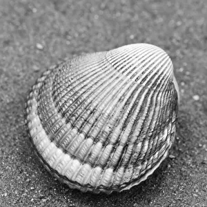 Alaska, Ketchikan, cockle shell on beach