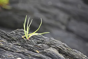 Ketchikan Prints: Alaska, Ketchikan, goose tongue (Plantago maritima) growing in shale rock