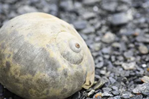 Alaska, Ketchikan, moon snail shell on beach