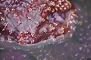Images Dated 18th August 2020: Alaska, Ketchikan, Sea star (Pisaster orchraceus)