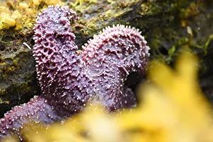 Images Dated 18th August 2020: Alaska, Ketchikan, Sea star (Pisaster orchraceus)
