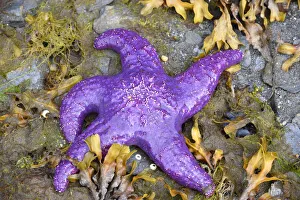 Images Dated 18th August 2020: Alaska, Ketchikan, Sea star (Pisaster orchraceus)
