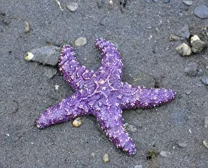 Images Dated 18th August 2020: Alaska, Ketchikan, Sea star (Pisaster orchraceus)