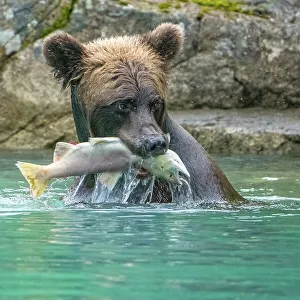Janet Muir Prints: Alaska, Lake Clark. Grizzly bear holds fish while sitting in the water