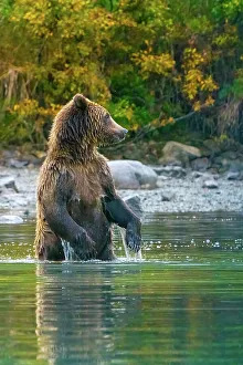 Janet Muir Prints: Alaska, Lake Clark. Grizzly bear stands up in the water