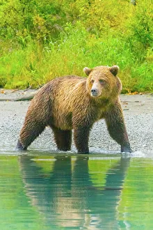 Janet Muir Prints: Alaska, Lake Clark. Grizzly bear walks along the shoreline