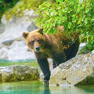 Images Dated 29th April 2022: Alaska, Lake Clark. Grizzly bear walks along the shoreline among the boulders