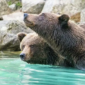 Janet Muir Prints: Alaska, Lake Clark. Headshots of two grizzly bears swimming