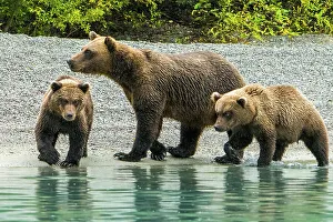 Janet Muir Prints: Alaska, Lake Clark. Mom and two cubs walking along the shoreline