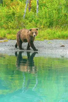 Images Dated 29th April 2022: Alaska, Lake Clark. Young grizzly bear walks along the shoreline