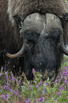 Alaska, Nome, Bob Blodgett Nome-Teller Highway aka Teller Road. Muskox, aka muskoxen
