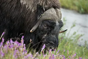 Select Focus Prints: Alaska, Nome, Bob Blodgett Nome-Teller Highway aka Teller Road. Muskox, aka muskoxen