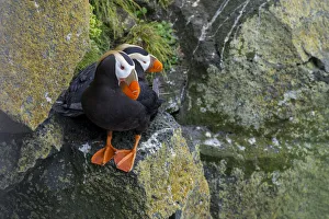 Images Dated 17th July 2016: Alaska, Pribilof Islands, Saint Paul (57-07-75N 170-18-07W) Tufted puffin aka crested puffins (Wild)