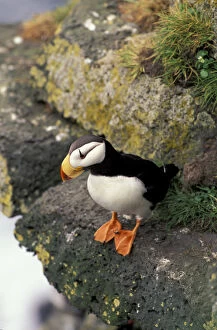 Images Dated 29th August 2003: Alaska, the Pribilofs Horned puffin (Fratercula corniculata)