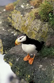 Ledge Prints: Alaska, the Pribilofs Horned puffin (Fratercula corniculata)