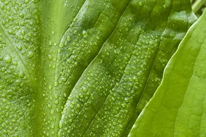 Raindrop Prints: Alaska rainforest, raindrops glisten on these huge skunk cabbage leaves