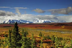 Snowy Prints: Alaska Range; Autumn; Taiga; Denali National Park; Alaska; USA