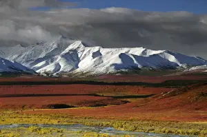 Snowy Prints: Alaska Range in Autumn; Taiga; Denali National Park; Alaska; USA