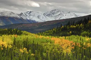 Images Dated 28th August 2012: Alaska Range in Autumn; Taiga; Tundra; Denali National Park; Alaska; USA