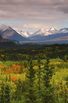 Images Dated 28th August 2012: Alaska Range in Autumn; Taiga; Tundra; Denali National Park; Alaska; USAl