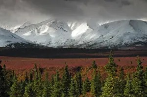 Snowy Prints: Alaska Range in AutumnTaiga; Denali National Park; Alaska; USA; fall; autumnal; colorful