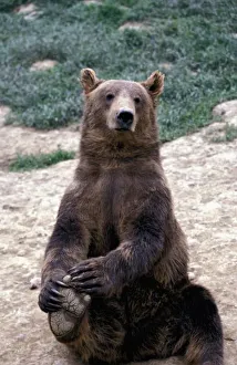 Gentle Prints: Alaska, southeast region Brown bear (Ursus arctos)