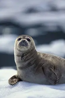 Us State Prints: Alaska, southeast region Harbor seal on ice flow - Le Conte Glacier