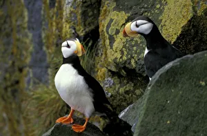 Puffin Prints: Alaska, St. Paul
