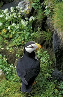Images Dated 29th August 2003: Alaska, St. Paul Island, the Pribilofs, Bering Sea A horned puffin pulls grasses
