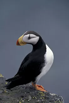 Images Dated 29th August 2003: Alaska, St. Paul Island, The Pribilofs, Bering Sea A horned puffin perches