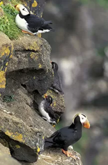 Images Dated 29th August 2003: Alaska, St. Paul Island, The Pribilofs, Bering Sea A tufted puffin, horned puffin