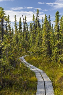 Boardwalk Prints: Alaska, Tetlin National Wildlife Refuge. Scenic of Hidden Lake Trail