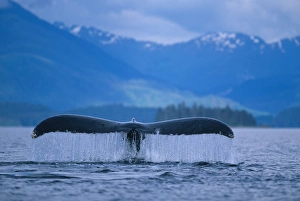 Whale Prints: Alaska, Tongass National Forest, Tail flukes of Humpback Whale (Megaptera novaengliae)