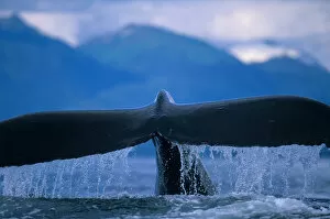 Images Dated 16th October 2006: Alaska, Tongass National Forest, Tail flukes of Humpback Whale (Megaptera novaengliae)