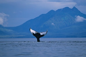 Alaska, Tongass National Forest, Humpback Whale (Megaptera novaengliae) slapping