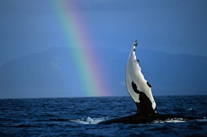 Alaska, Tongass National Forest, Humpback Whale (Megaptera novaengliae) slapping