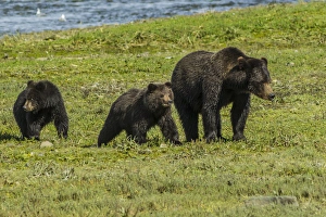 Mother Prints: Alaska, Tongass National Forest, Admiralty Island. Grizzly bear sow and cubs. Credit as