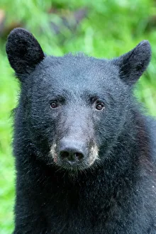 Alaska, Tongass National Forest, Anan Creek. American black bear Face detail
