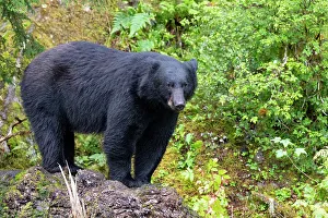 Images Dated 7th January 2023: Alaska, Tongass National Forest, Anan Creek. American black bear
