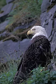 Images Dated 20th April 2006: Alaska, Unalaska Island, Bald Eagle, Haliaeetus Leucocephalus