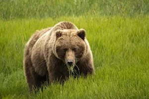 Bear Gallery: Alaska, USA. Grizzly bear eating grass