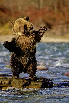 Standing Prints: Alaska, USA, Grizzly Bear, Ursus arctos, cub playing in river