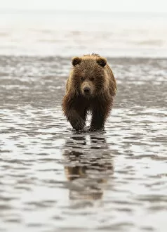 Bear Gallery: Alaska, USA. Grizzly bear walking through mud