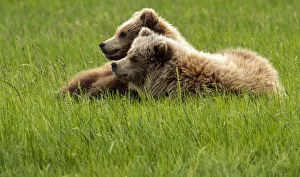 Cute Prints: Alaska, USA. Two grizzly bears on grass