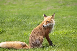 Red Fox Prints: Alaska, USA. Red fox on grass