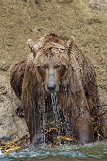 Alaskan brown bear along Alagnak River, Alaska