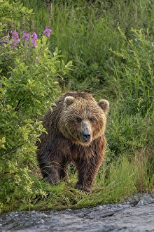 Alagnak River Prints: Alaskan brown bear along Alagnak River, Alaska