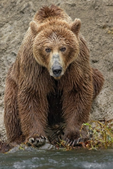 Alaskan brown bear along Alagnak River, Alaska